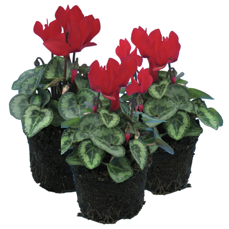 Cyclamen Silver Leaf Scarlet, 10.5cm Ready to Plant in Your Garden