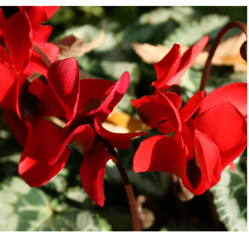 Cyclamen Silver Leaf Scarlet, 10.5cm Ready to Plant in Your Garden