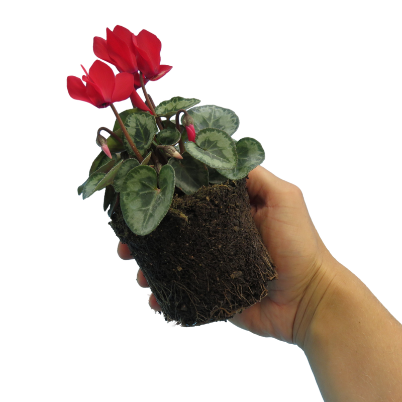 Cyclamen Silver Leaf Scarlet, 10.5cm Ready to Plant in Your Garden