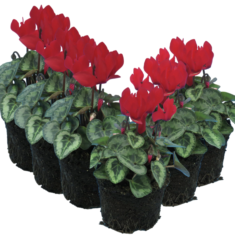 Cyclamen Silver Leaf Scarlet, 10.5cm Ready to Plant in Your Garden