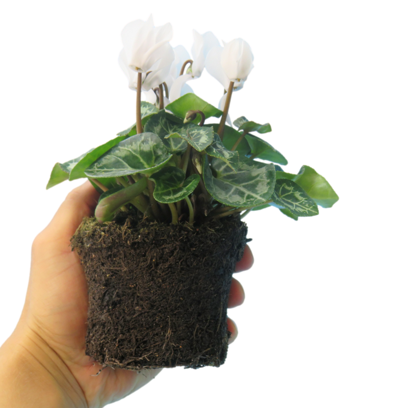 Cyclamen White, 10.5cm Ready to Plant in Your Garden