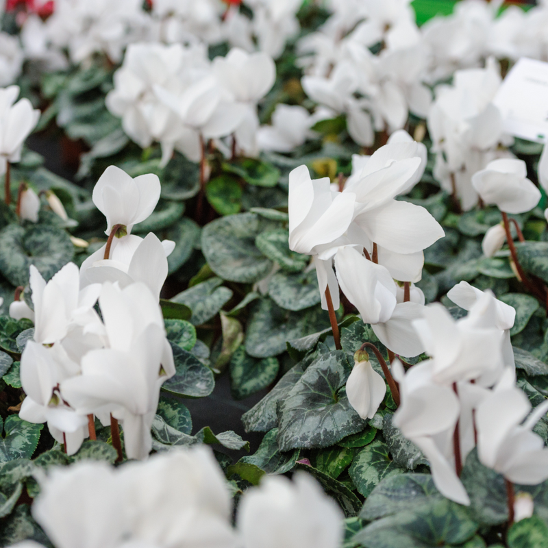 Cyclamen White, 10.5cm Ready to Plant in Your Garden