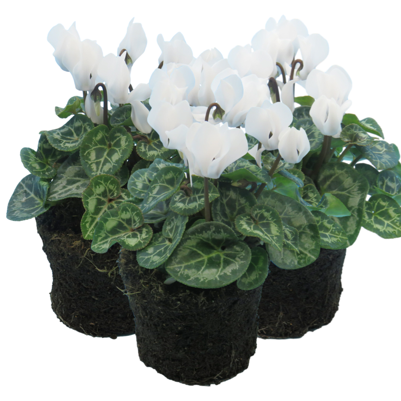Cyclamen White, 10.5cm Ready to Plant in Your Garden