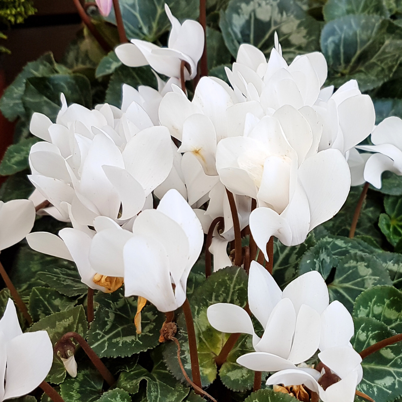 Cyclamen White, 10.5cm Ready to Plant in Your Garden