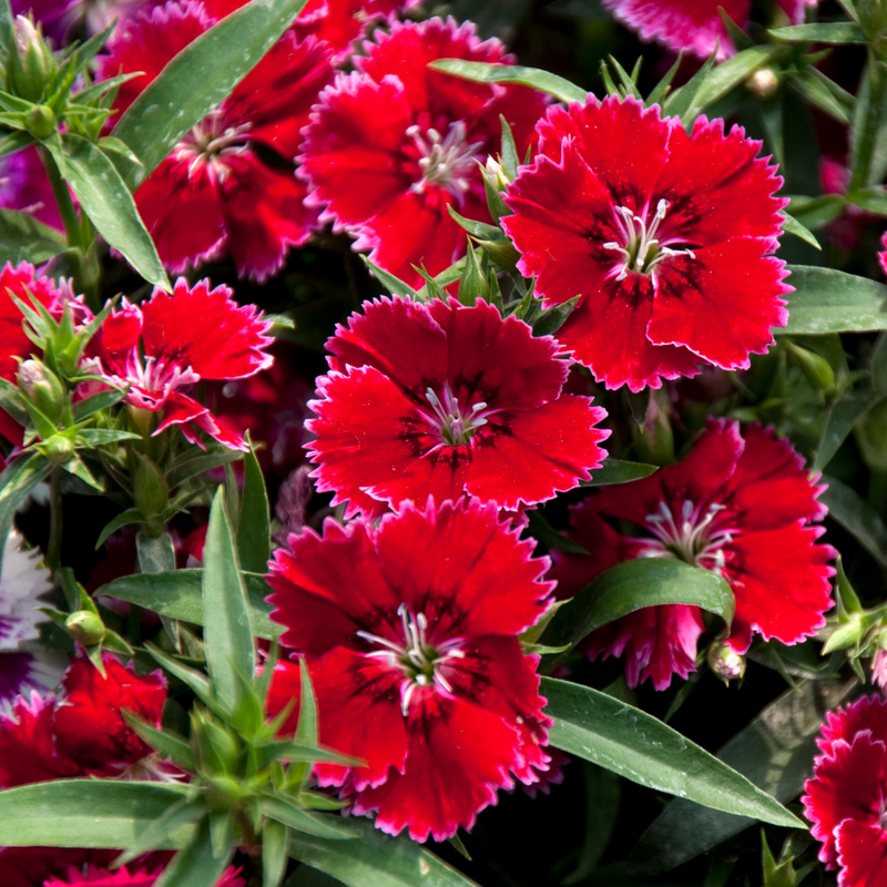 Dianthus Deep Red, 10.5cm Pots