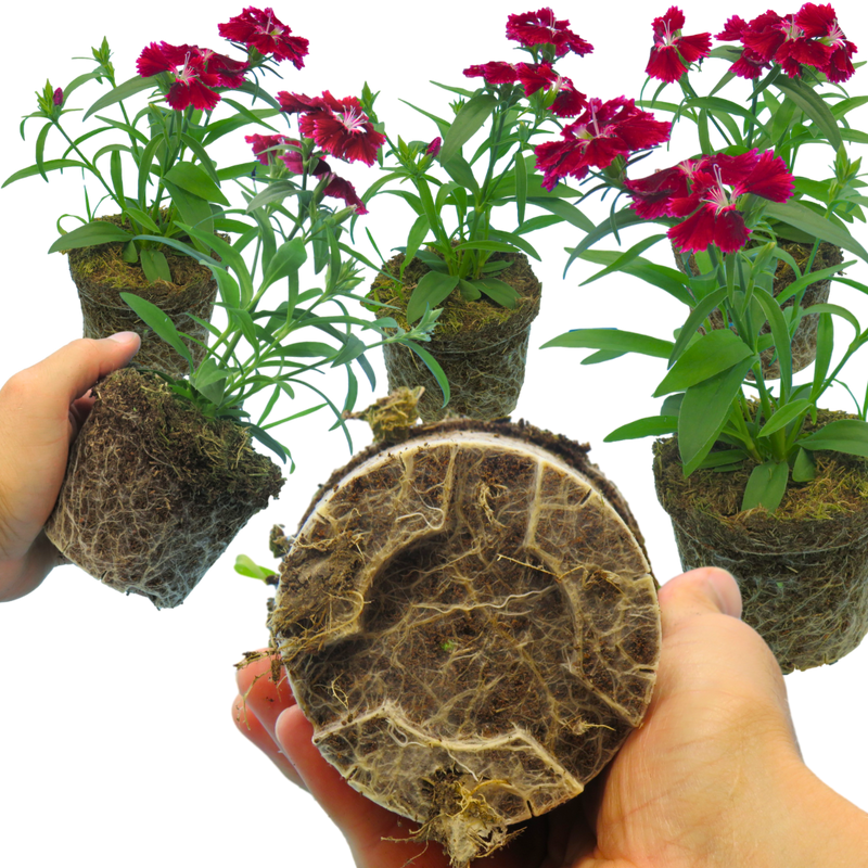 Dianthus Deep Red, 10.5cm Pots