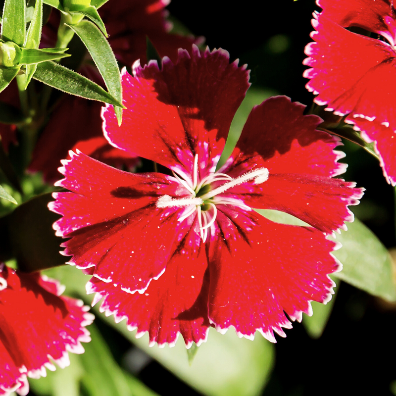 Dianthus Deep Red, 10.5cm Pots