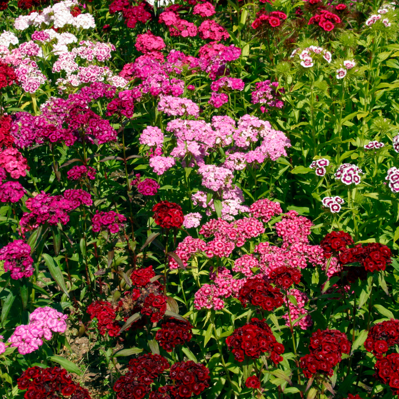 Dianthus Festival Growers Selection, 10.5cm Pots