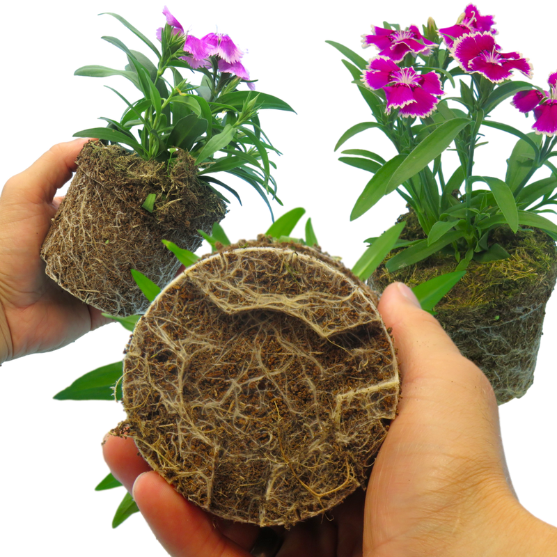 Dianthus Festival Growers Selection, 10.5cm Pots
