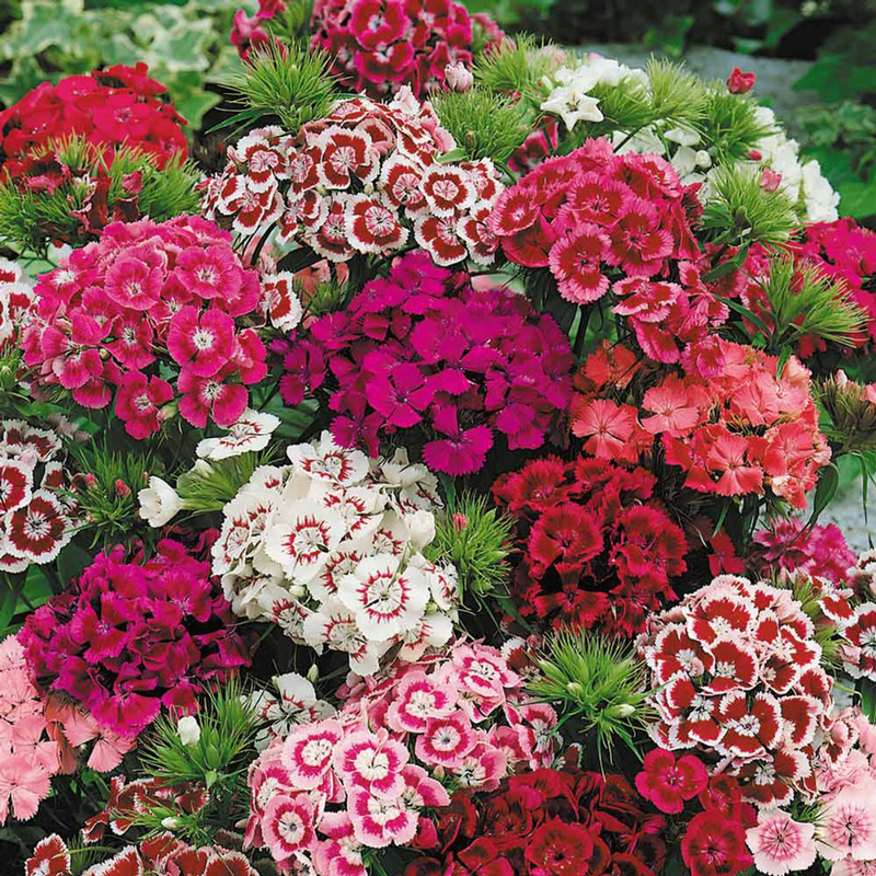 Dianthus Festival Growers Selection, 10.5cm Pots