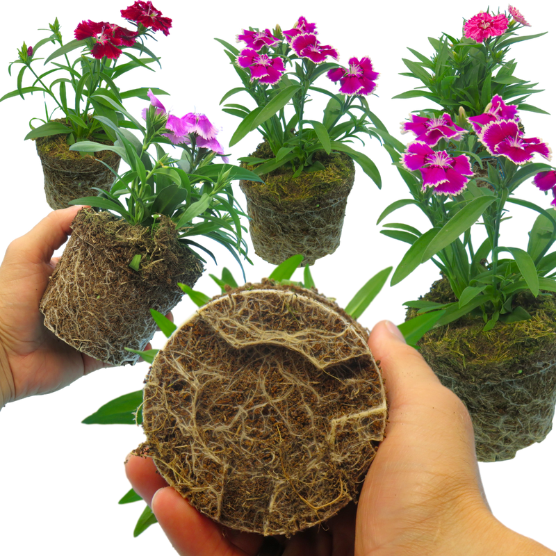 Dianthus Festival Growers Selection, 10.5cm Pots