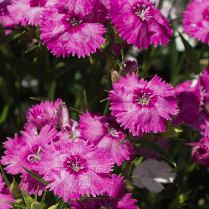 Dianthus Lilac, 10.5cm Pots