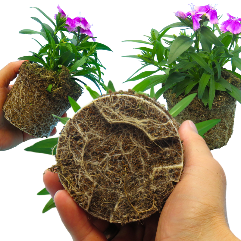 Dianthus Lilac, 10.5cm Pots
