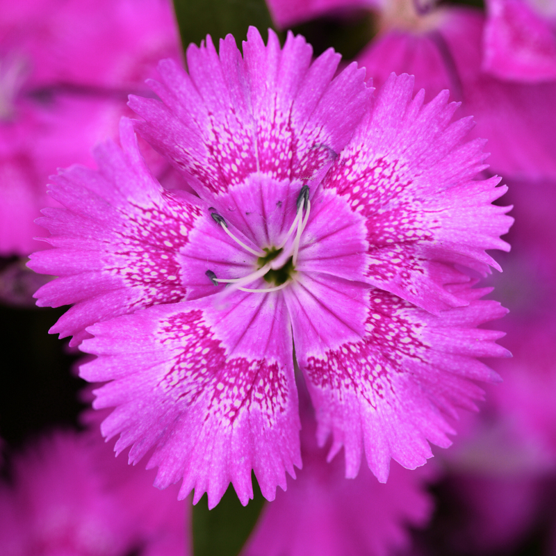 Dianthus Lilac, 10.5cm Pots