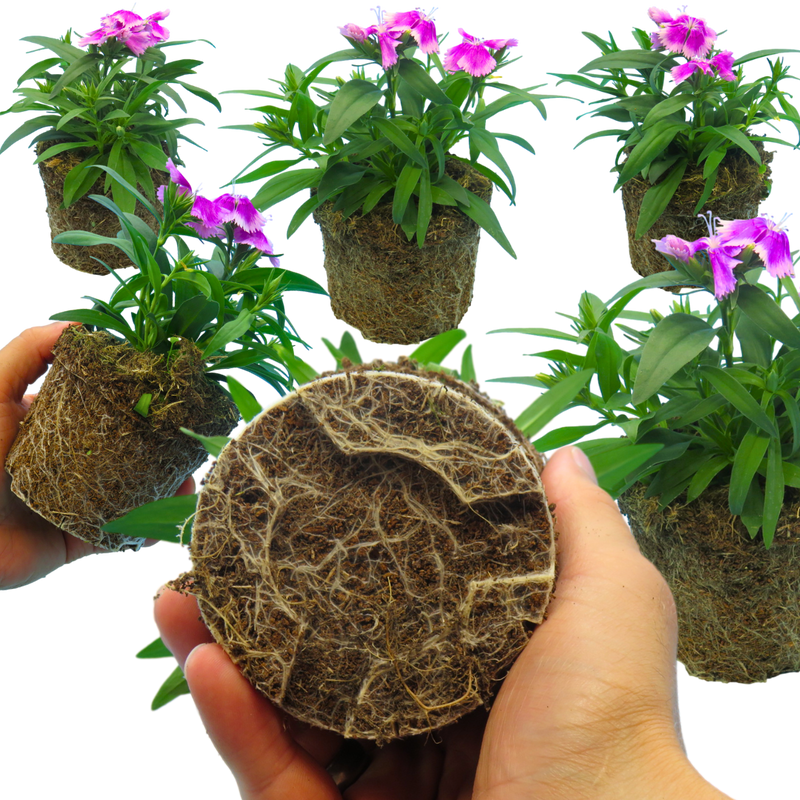 Dianthus Lilac, 10.5cm Pots
