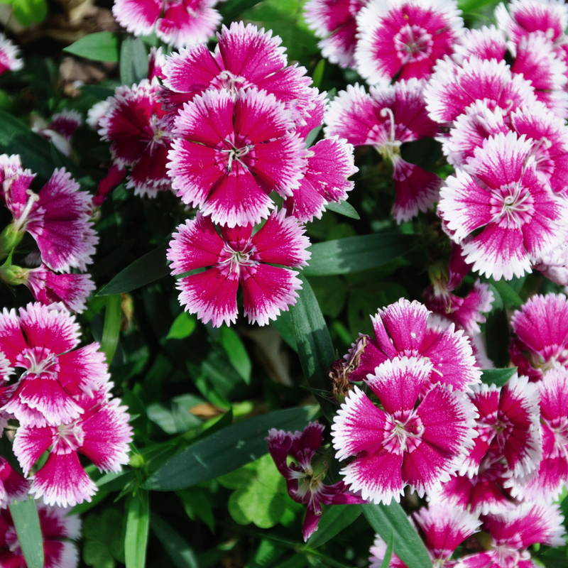 Dianthus Violet Picotee, 10.5cm Pots