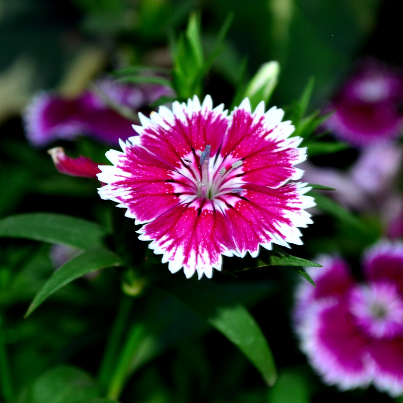 Dianthus Violet Picotee, 10.5cm Pots
