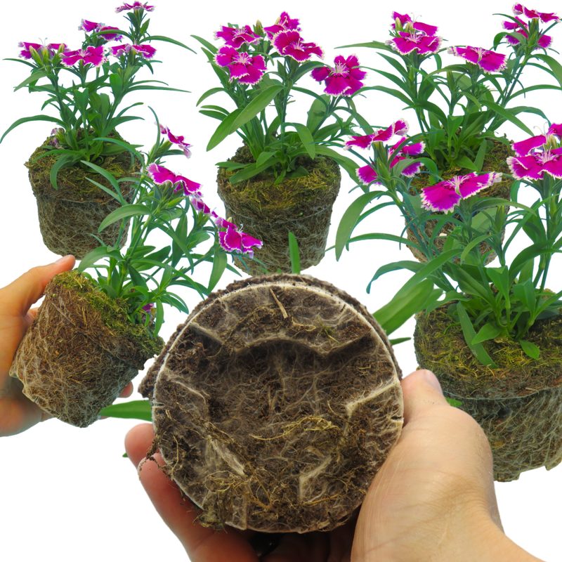 Dianthus Violet Picotee, 10.5cm Pots