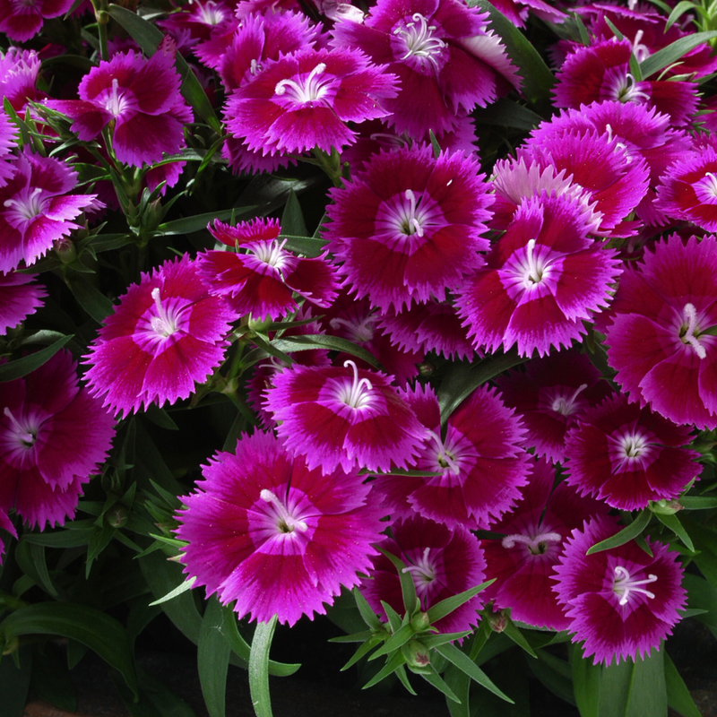 Dianthus Violet, 10.5cm Pots
