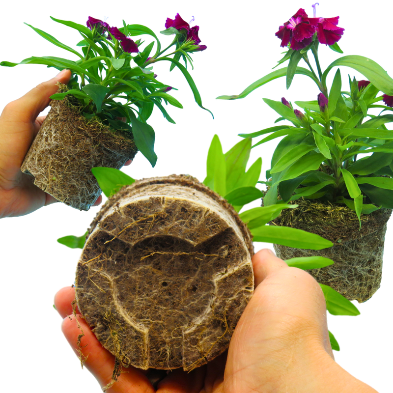 Dianthus Violet, 10.5cm Pots