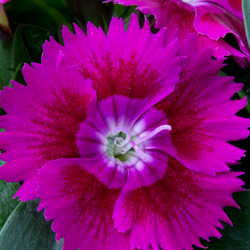 Dianthus Violet, 10.5cm Pots