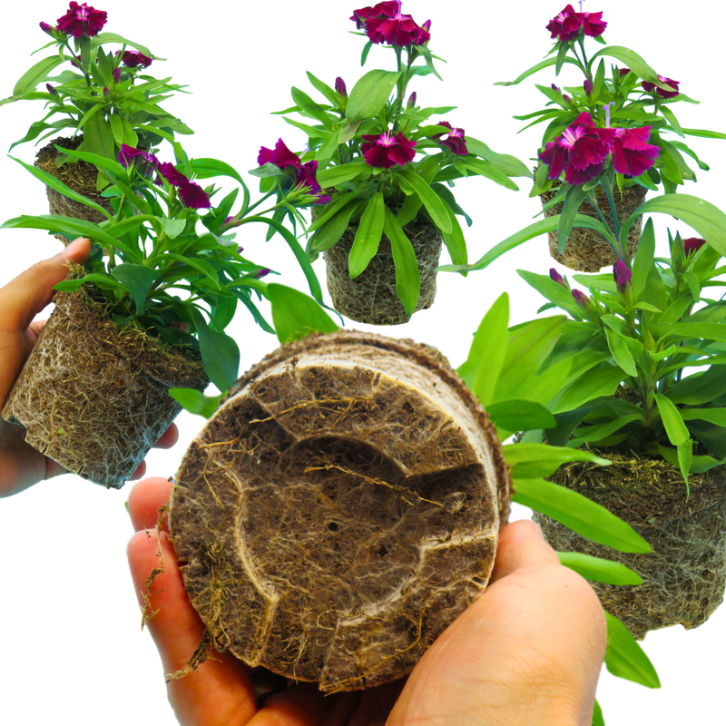Dianthus Violet, 10.5cm Pots