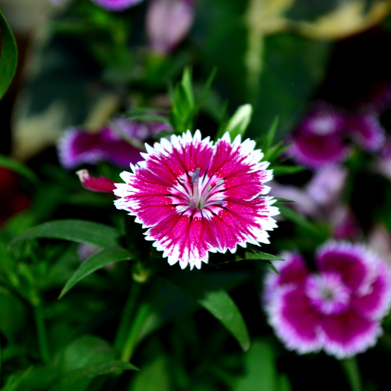 Dianthus White Flame, 10.5cm Pots