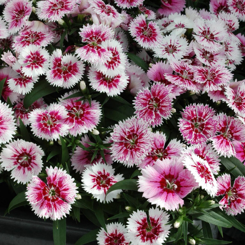 Dianthus White Flame, 10.5cm Pots