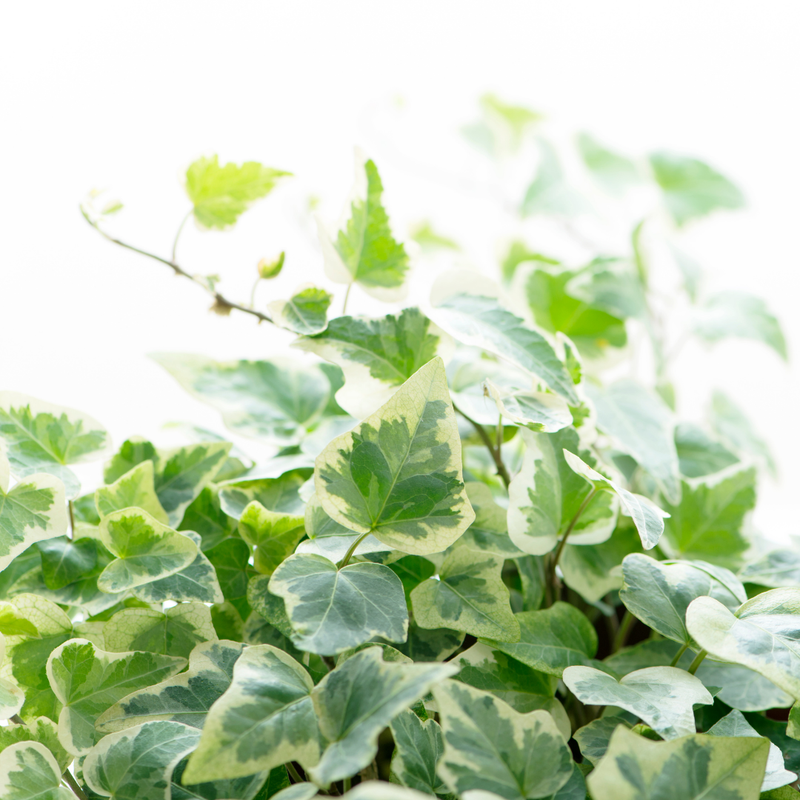Ivy Growers selection - 10.5cm Plants - Ready to Plant in your Garden