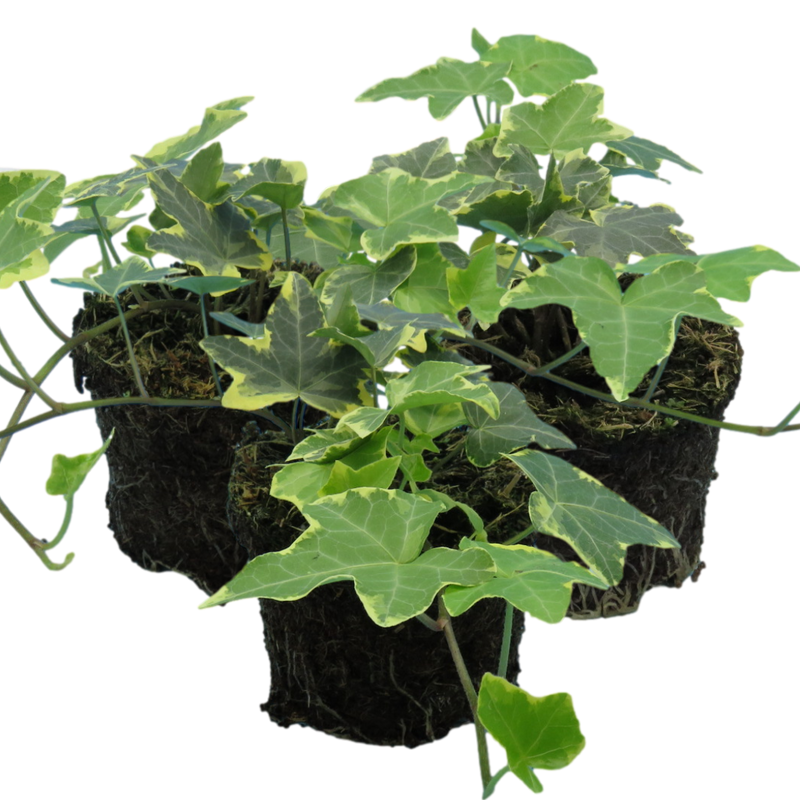 Ivy Growers selection - 10.5cm Plants - Ready to Plant in your Garden