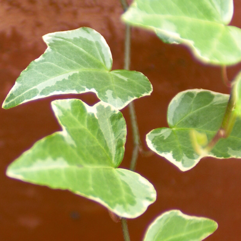 Ivy Growers selection - 10.5cm Plants - Ready to Plant in your Garden