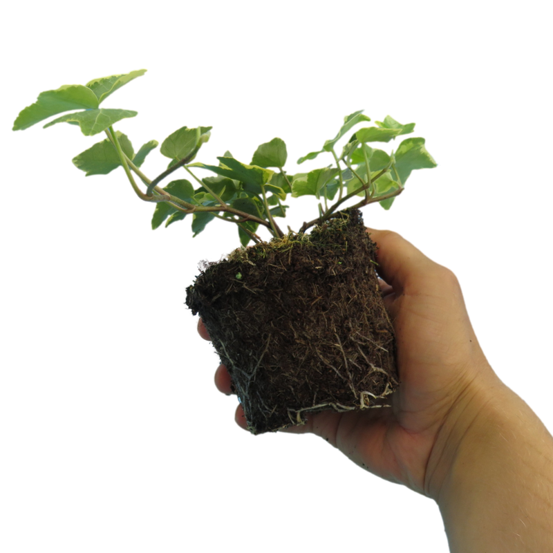 Ivy Growers selection - 10.5cm Plants - Ready to Plant in your Garden