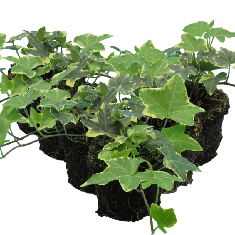 Ivy Growers selection - 10.5cm Plants - Ready to Plant in your Garden