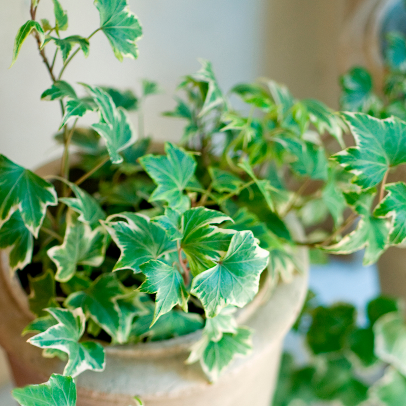 Ivy Growers selection - 10.5cm Plants - Ready to Plant in your Garden