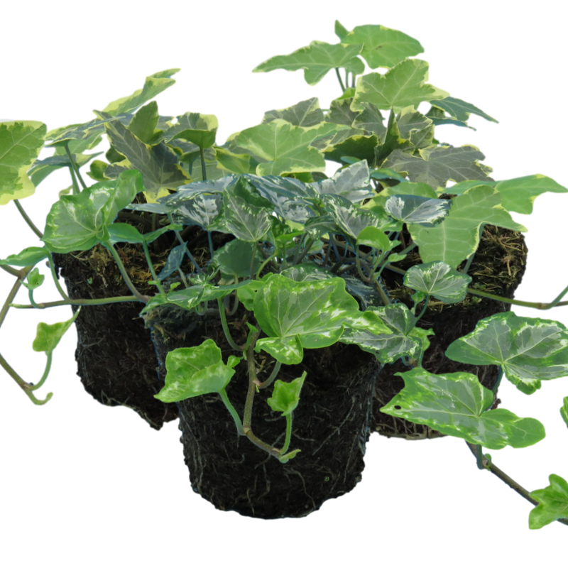 Ivy Growers selection - 10.5cm Plants - Ready to Plant in your Garden