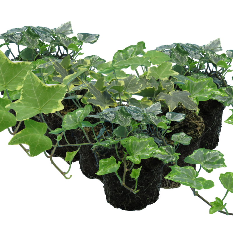 Ivy Growers selection - 10.5cm Plants - Ready to Plant in your Garden