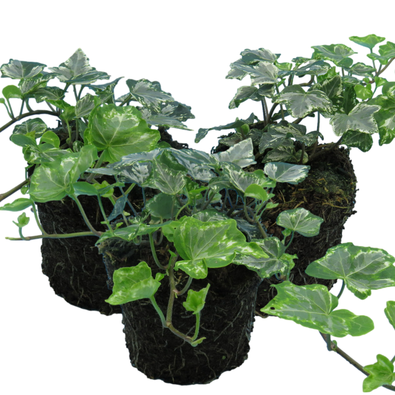 Ivy Growers selection - 10.5cm Plants - Ready to Plant in your Garden