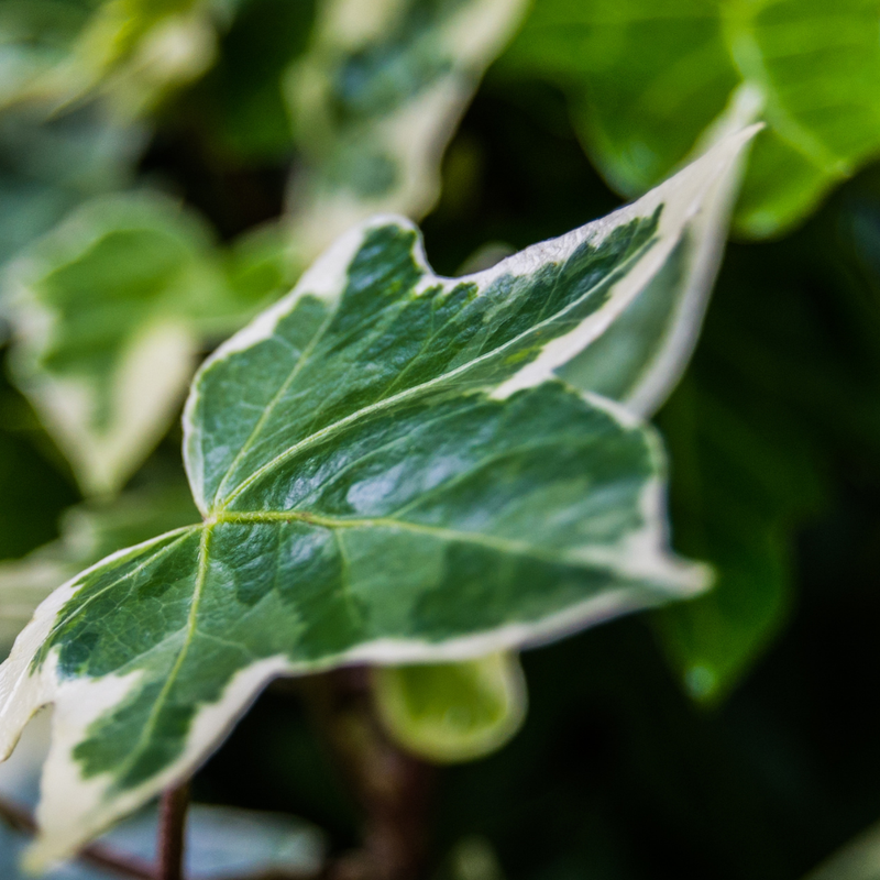 Ivy Growers selection - 10.5cm Plants - Ready to Plant in your Garden