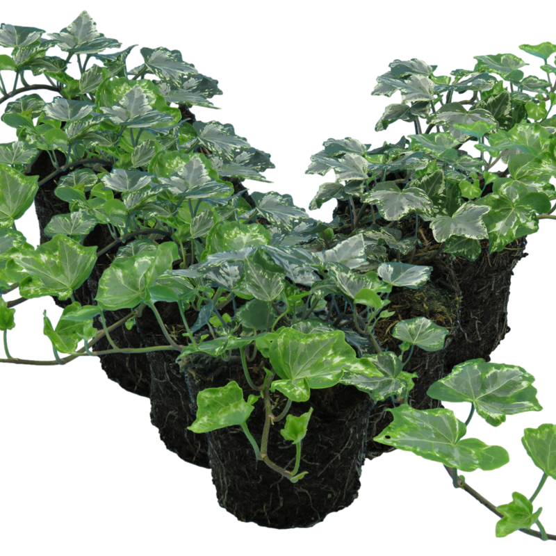 Ivy Growers selection - 10.5cm Plants - Ready to Plant in your Garden