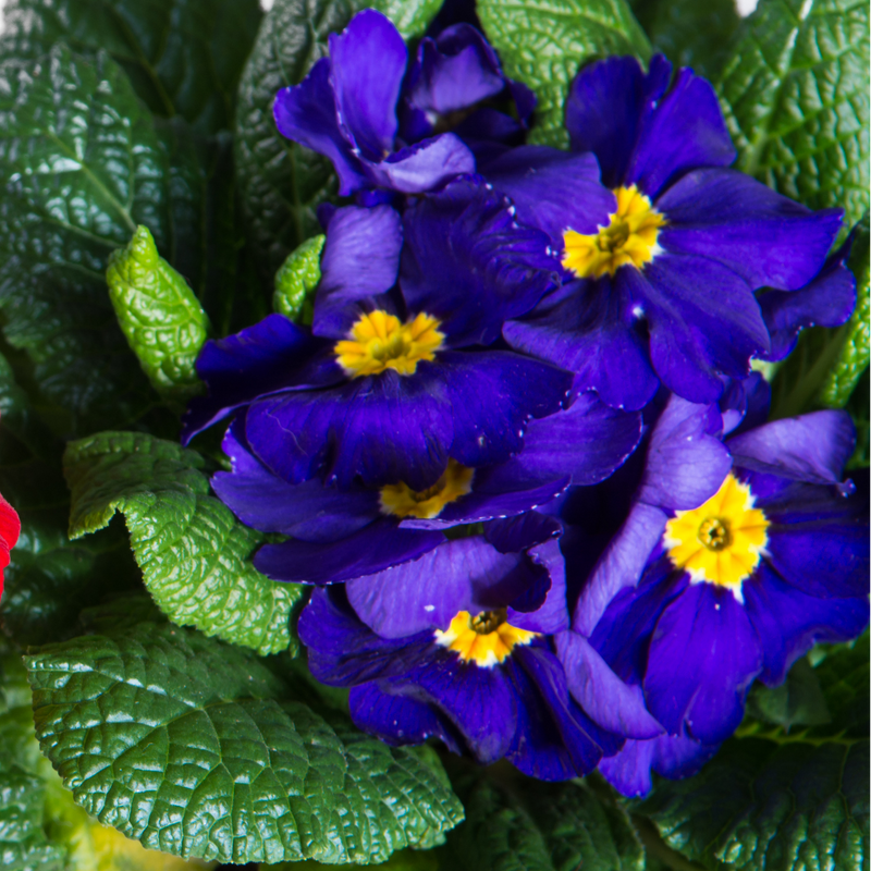 Polyanthus Blue, 10.5cm Ready to Plant in Your Garden