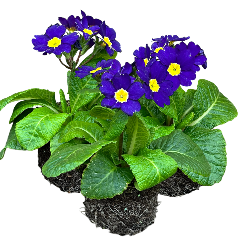 Polyanthus Blue, 10.5cm Ready to Plant in Your Garden