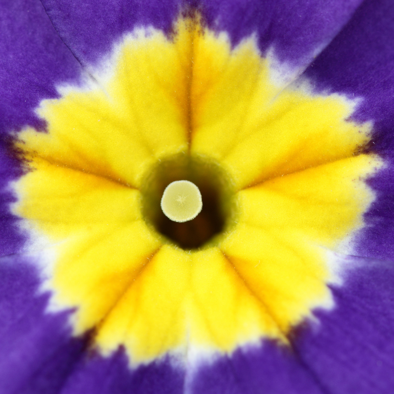 Polyanthus Blue, 10.5cm Ready to Plant in Your Garden