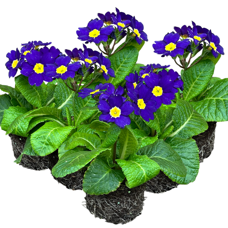 Polyanthus Blue, 10.5cm Ready to Plant in Your Garden