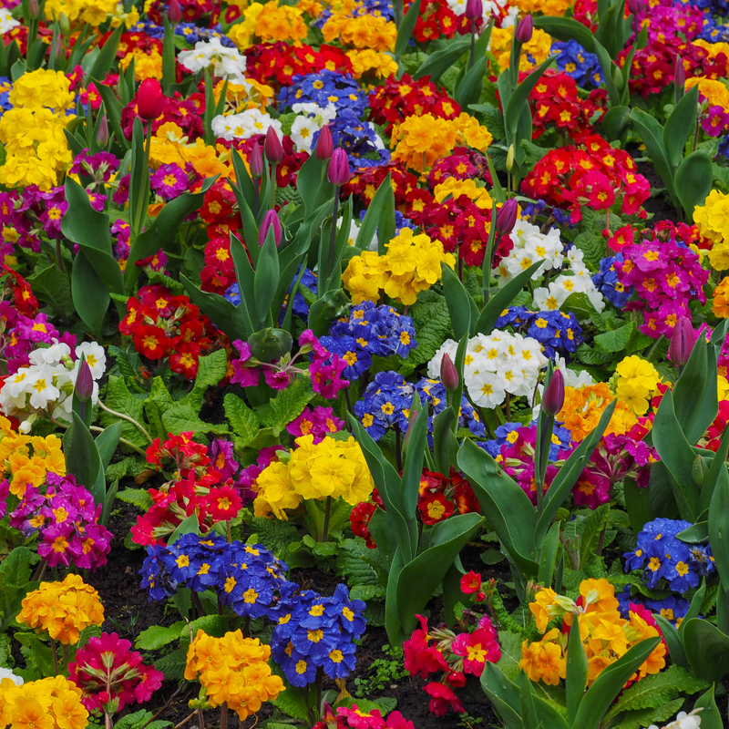 Polyanthus Growers Selection, 10.5cm Ready to Plant in Your Garden