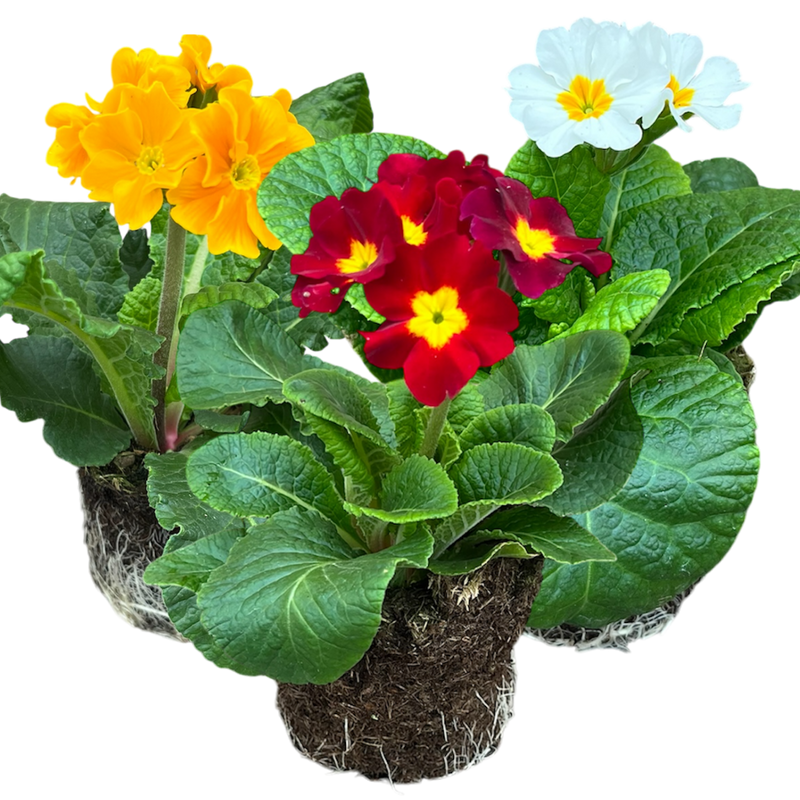 Polyanthus Growers Selection, 10.5cm Ready to Plant in Your Garden