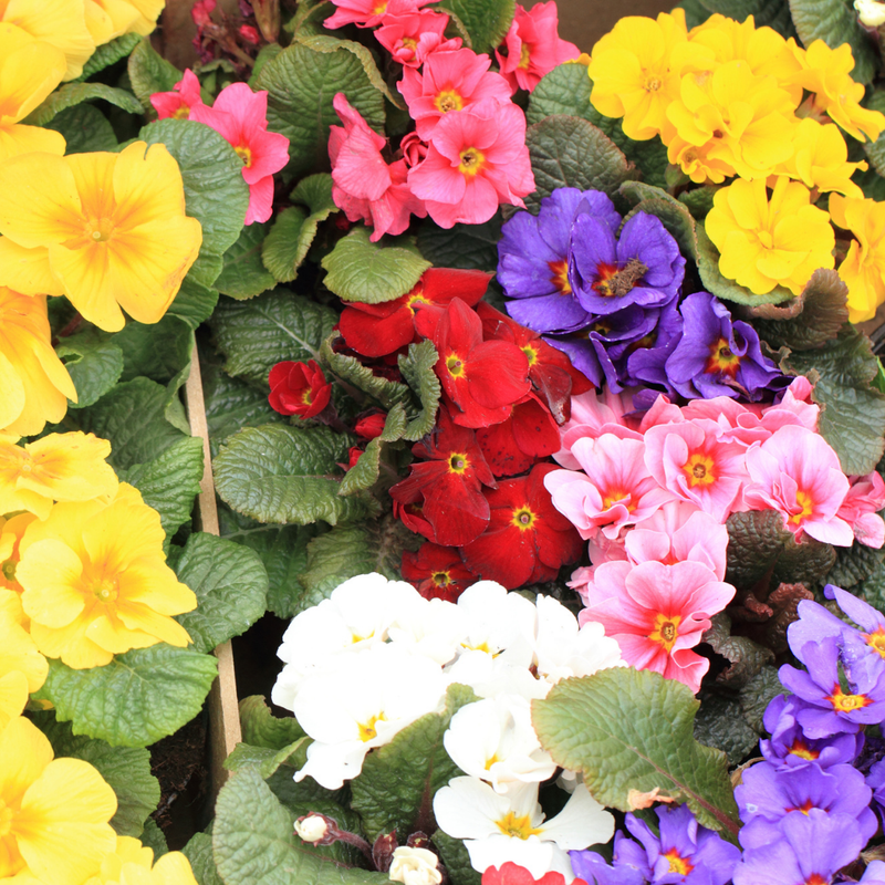 Polyanthus Growers Selection, 10.5cm Ready to Plant in Your Garden