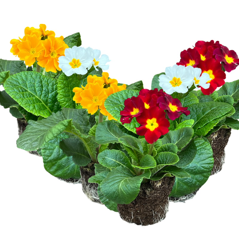Polyanthus Growers Selection, 10.5cm Ready to Plant in Your Garden