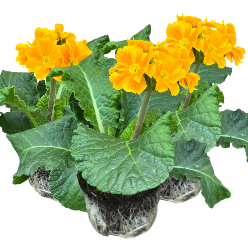 Polyanthus Orange, 10.5cm Ready to Plant in Your Garden