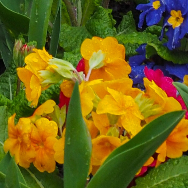 Polyanthus Orange, 10.5cm Ready to Plant in Your Garden