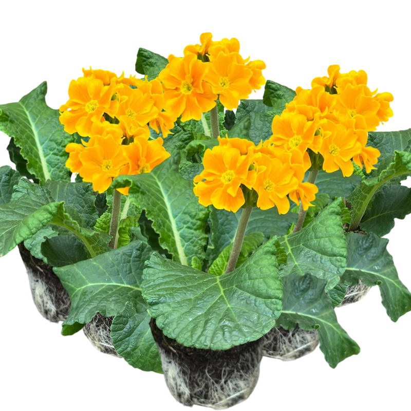 Polyanthus Orange, 10.5cm Ready to Plant in Your Garden